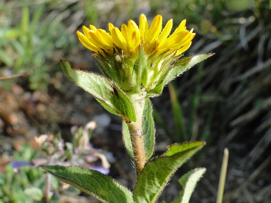 Pentanema hirtum (=Inula hirta) / Enula scabra